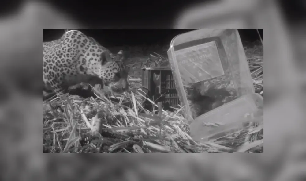 En Facebook se viralizó el conmovedor reencuentro de una mamá leopardo con su cachorro que se perdió en medio de la selva.