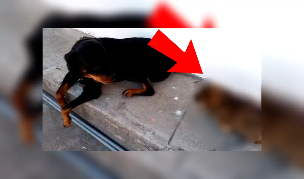 YouTube viral: extraña apariencia de rottweiler cachorro llama la atención de todo el mundo [VIDEO]