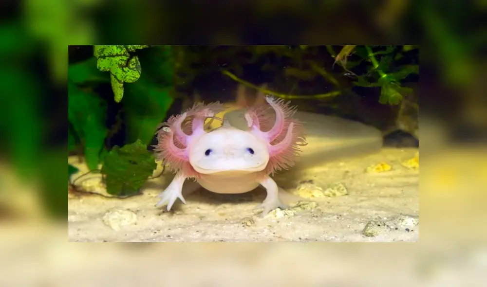 Allanan una vivienda y hallan 29 animales en peligro de extinción almacenados en cajones [FOTOS]