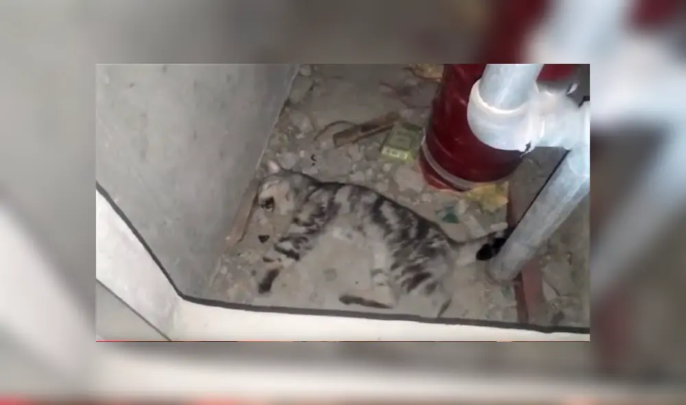 Facebook viral: encuentra a gato moribundo en cementerio abandonado, lo cuida y ahora luce así