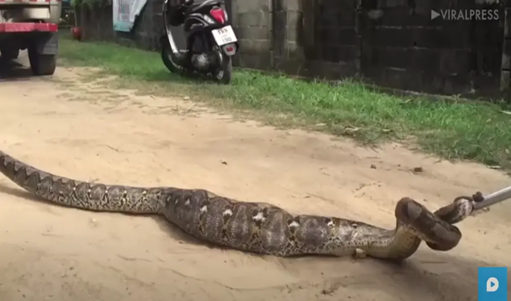 Desliza hacia la izquierda para ver las imágenes del video viral. Foto: captura de Facebook.