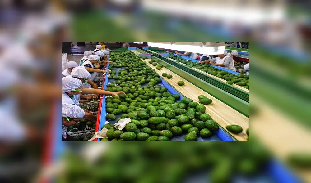 Productores peruanos iniciarán exportación de palta hass a Corea del Sur