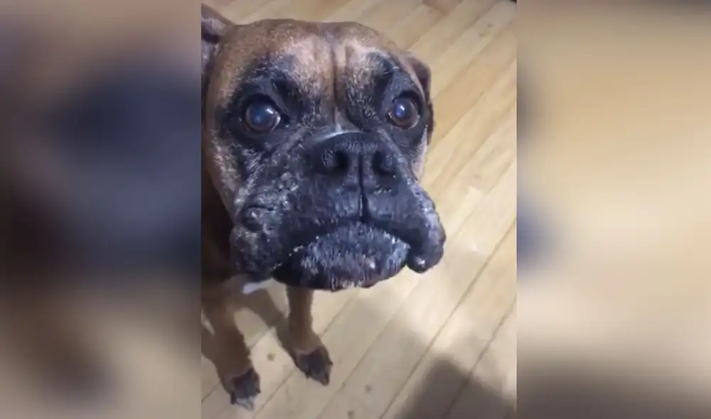 Desliza hacia la izquierda para ver más imágenes de esta conmovedora escena. Foto: captura de TikTok