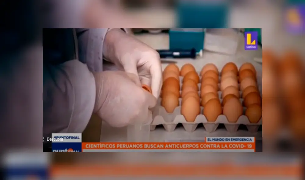 Los huevos de la gallina se convierten en una opción contra el coronavirus. Foto: Captura Los huevos de la gallina se convierten en una opción contra el coronavirus. Foto: Captura