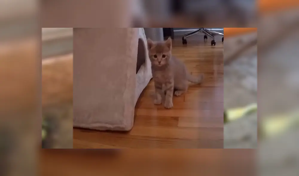 En Facebook, un hombre escuchó los ruidos de un gato bebé y se preocupó al verlo en deplorables condiciones.