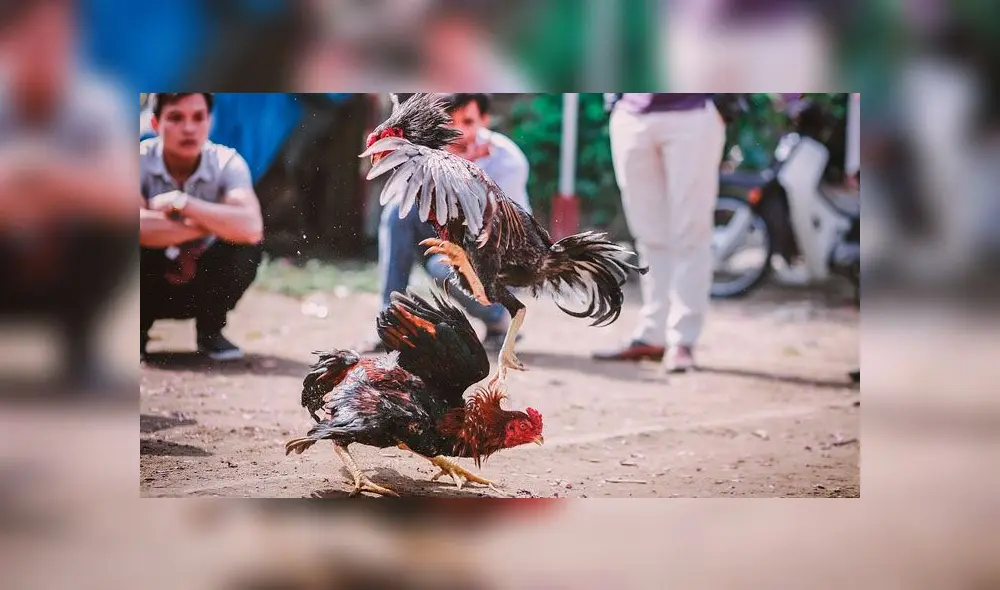 Varios activistas han criticado las peleas de gallos, debido a que las han considerado como maltrato animal. Varios activistas han criticado las peleas de gallos, debido a que las han considerado como maltrato animal.