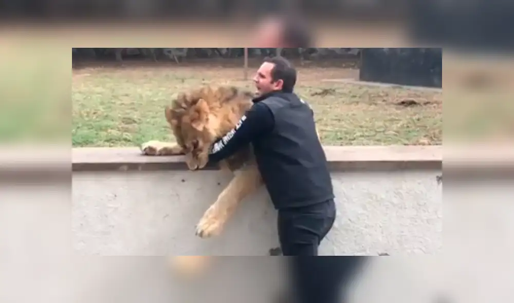 Cuidador ingresa a santuario de león, sin imaginar lo que pasaría dentro. Foto: Captura. Cuidador ingresa a santuario de león, sin imaginar lo que pasaría dentro. Foto: Captura.