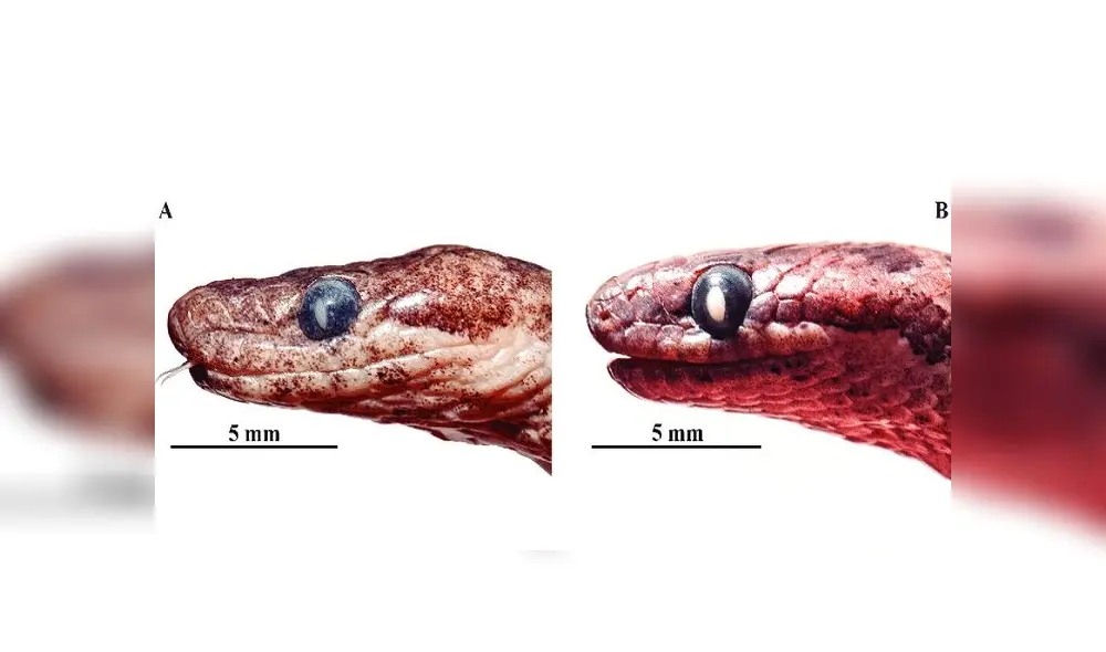 Chinese virologist Shi Zhengli (L) is seen inside the P4 laboratory in Wuhan, capital of China's Hubei province on February 23, 2017. - The P4 epidemiological laboratory was built in co-operation with French bio-industrial firm Institut Merieux and the Chinese Academy of Sciences. (Photo by Johannes EISELE / AFP)