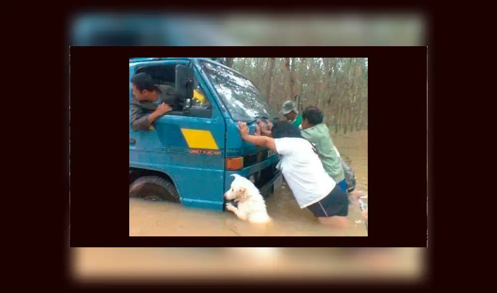Facebook: Perro se vuelve viral al ser captado ayudando a empujar camión [VIDEO]