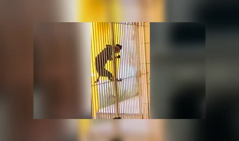 Facebook viral: coloca cámara de seguridad y descubre lo que hace su perro en su ausencia Facebook viral: coloca cámara de seguridad y descubre lo que hace su perro en su ausencia