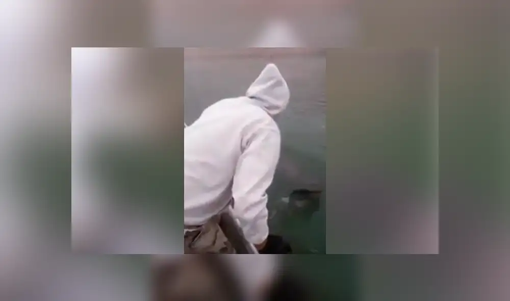 YouTube vira: intenta atrapar a 'extraña criatura' y termina 'mordisqueado' por el animal [VIDEO]