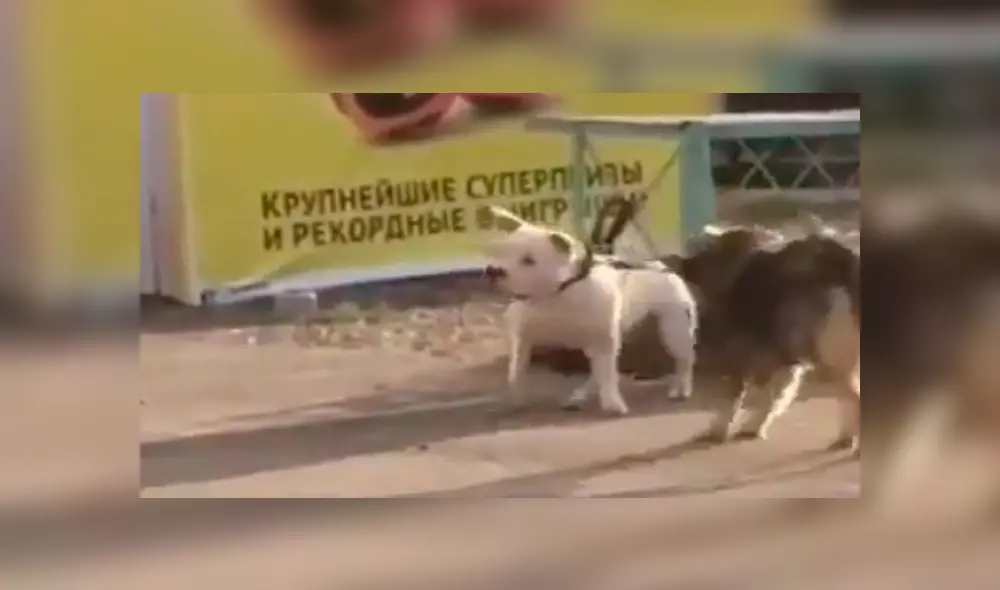 Una conmovedora escenas que tiene como protagonistas a dos perros ha enternecido a miles en las redes. Una conmovedora escenas que tiene como protagonistas a dos perros ha enternecido a miles en las redes.