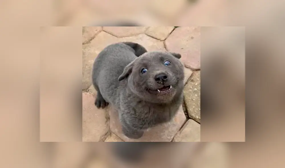 A través de Facebook se ha vuelto viral un curioso debate sobre este tierno animal.