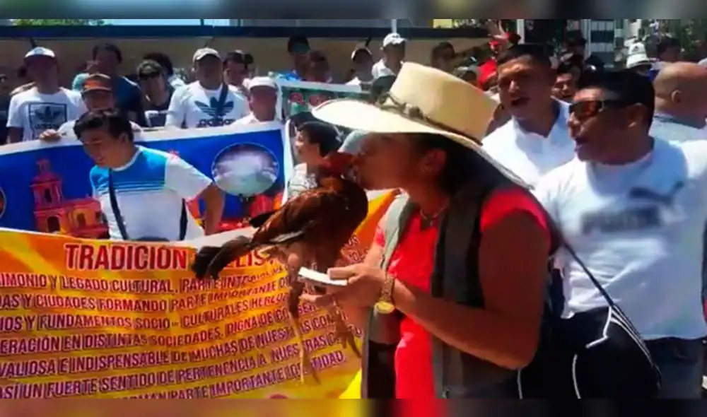Arequipa: Criadores anuncian marcha contra proyecto de ley que prohíbe las peleas de gallos