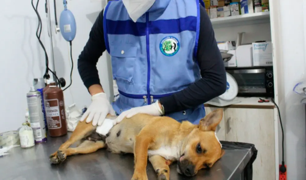 Intervención se desarrolló entre el 25 y 27 de septiembre. Foto: MPS Intervención se desarrolló entre el 25 y 27 de septiembre. Foto: MPS