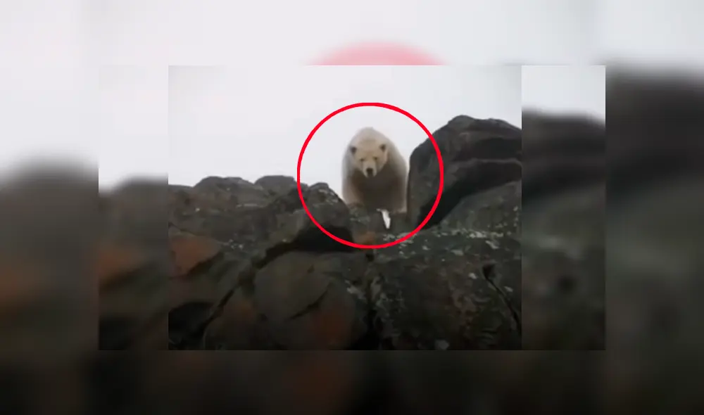 Reporteros fueron sorprendidos por el enorme depredador cuando estaban filmando un documental sobre sobre la conservación de los animales