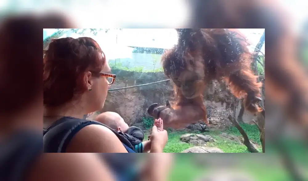 Facebook viral: orangután conoce a bebé por primera vez y conmueve a miles con su reacción [VIDEO]