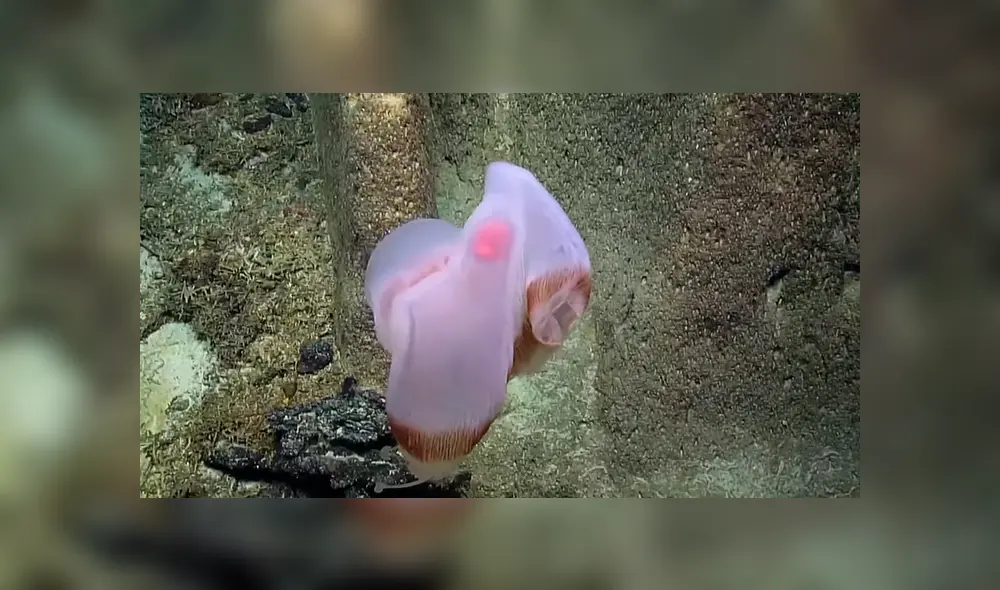 Investigadores de Estados Unidos compartieron en YouTube el video viral de la extraña criatura que adopta aterradoras apariencias.