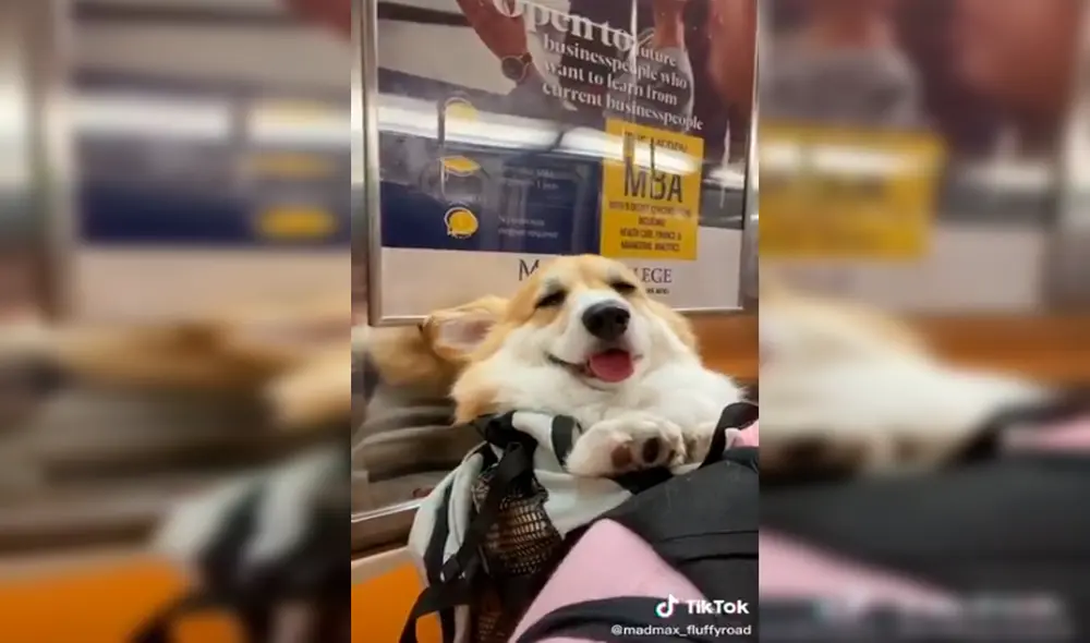 Perro - tiktok - viral Perro - tiktok - viral