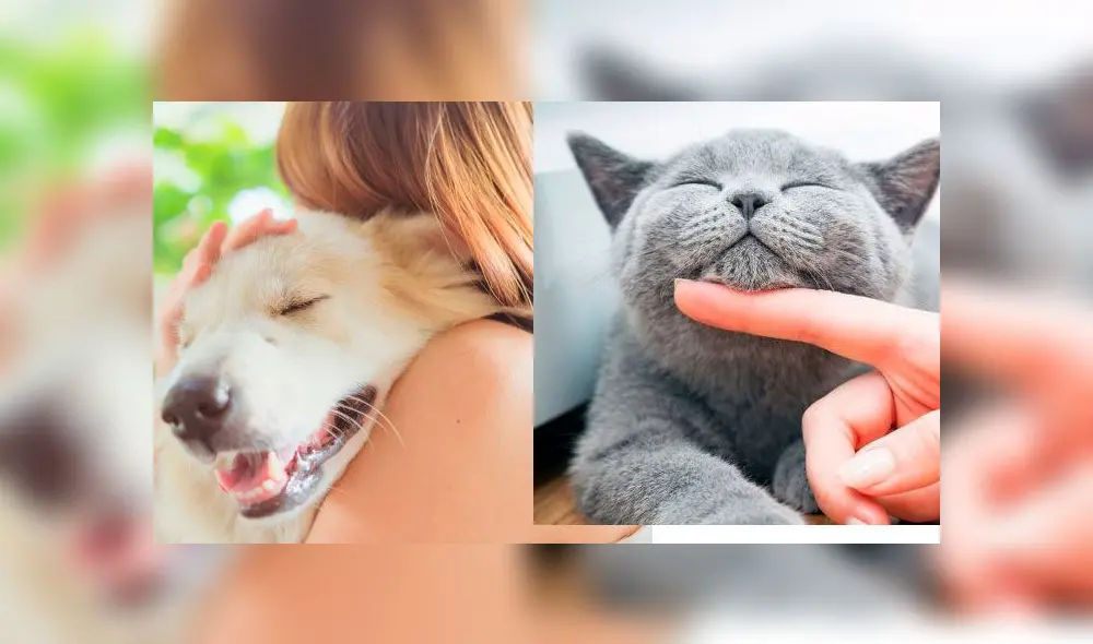 Acariciar gatitos y perritos