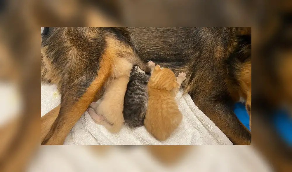 La perrita adoptó a un grupo de gatos recién nacidos que se quedaron sin madre. Foto: Sunshine Dog Rescue / Facebook