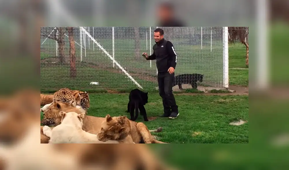 YouTube viral: ingresa a jaula de felinos solo para sorprender a sus seguidores con un gran 'selfie' [VIDEO]