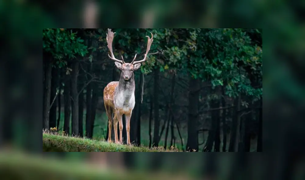 De cazador a cazado: Un hombre dispara a un ciervo, pero este ‘resucita’ y lo mata [FOTOS]