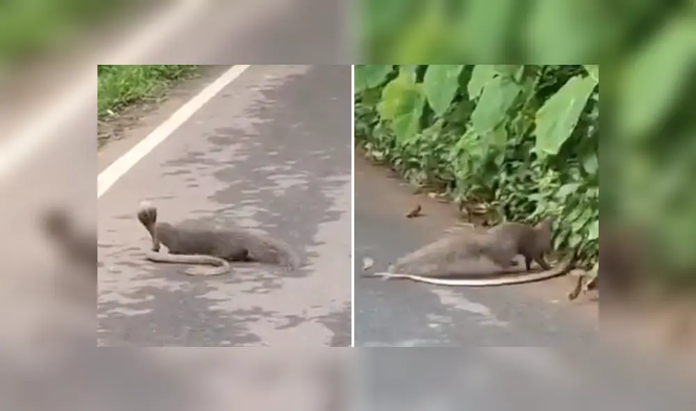 Desliza las imágenes para ver más detalles de esta feroz batalla entre una cobra y una mangosta. (Foto: captura / YouTube) Desliza las imágenes para ver más detalles de esta feroz batalla entre una cobra y una mangosta. (Foto: captura / YouTube)