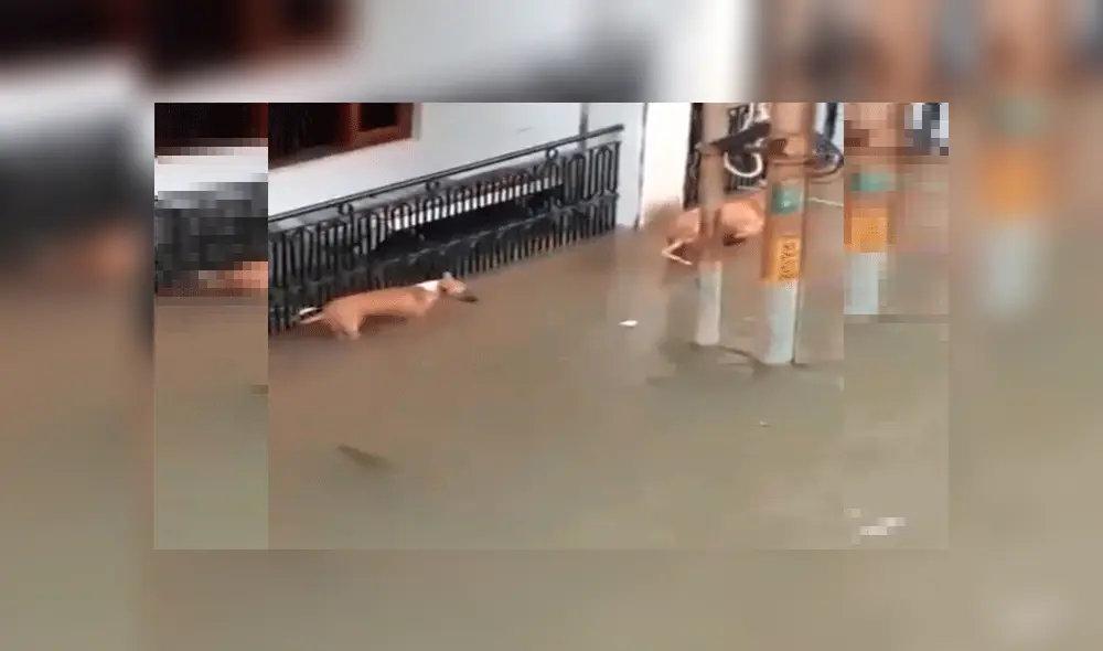 Perros son atacados por letal criatura que salió del río tras fuertes lluvias [VIDEO]