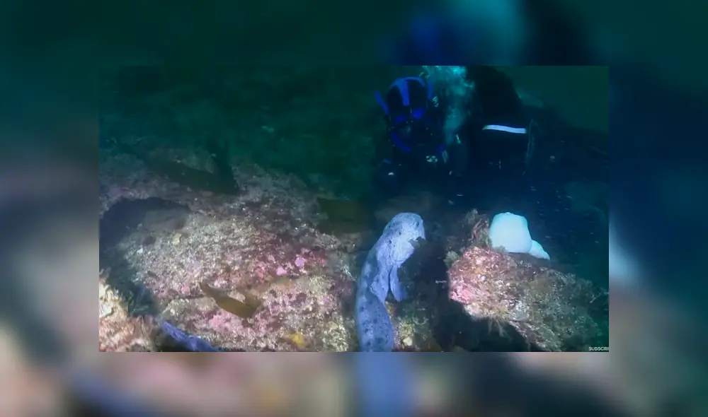 YouTube viral: 'monstruo marino' sale de su escondite para aterrar a buzo que estaba en océano [VIDEO]