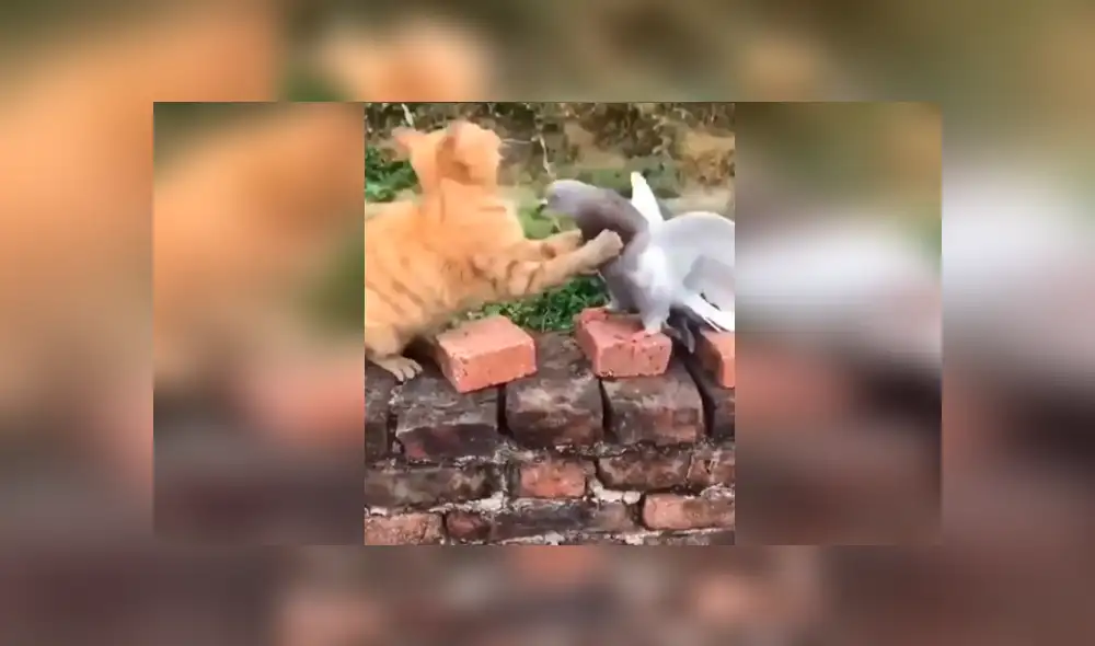 Desliza para ver el desenlace del video viral de Facebook. Foto: Captura. Desliza para ver el desenlace del video viral de Facebook. Foto: Captura.