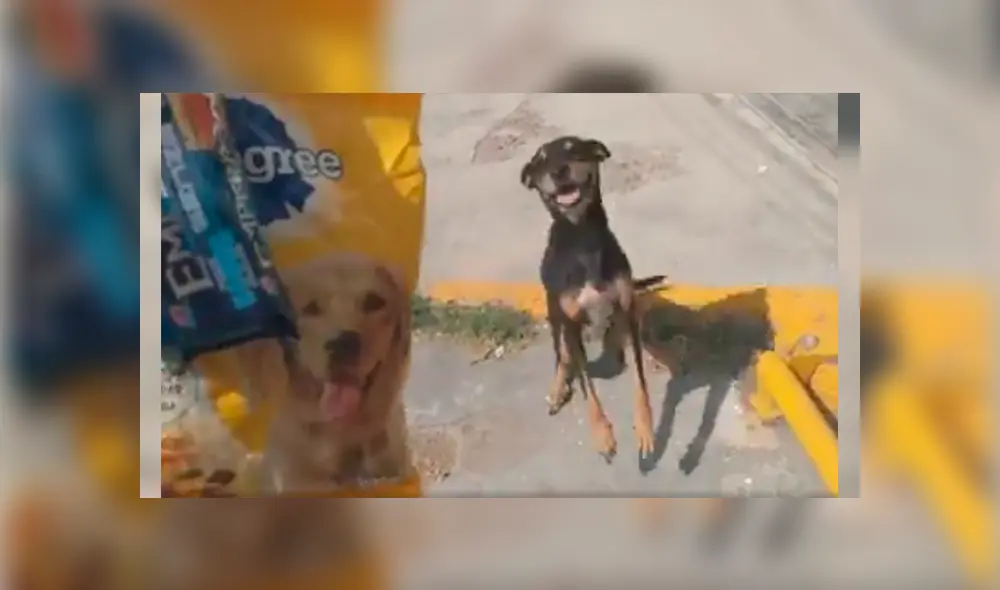 Usuarios de Facebook aplaudieron el noble gesto del joven tras comprar comida para llevarle a un perro callejero Usuarios de Facebook aplaudieron el noble gesto del joven tras comprar comida para llevarle a un perro callejero