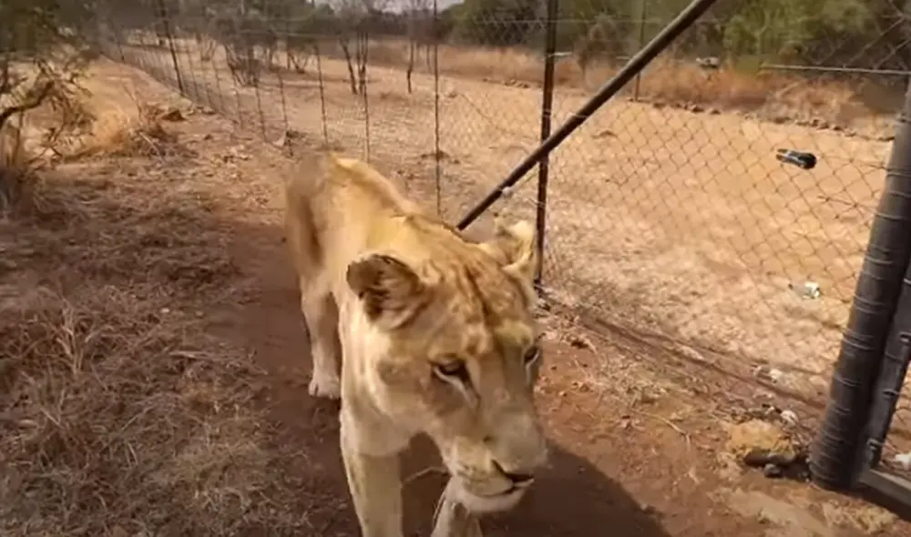 El hombre conmovió al reencontrarse con sus leones después de meses. Foto: Captura de YouTube.