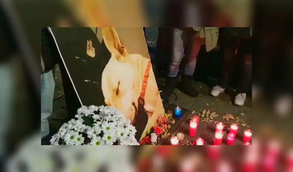 Unas 3500 personas se movilizan en Barcelona para exigir justicia por asesinato de la perrita Sota [VIDEO]