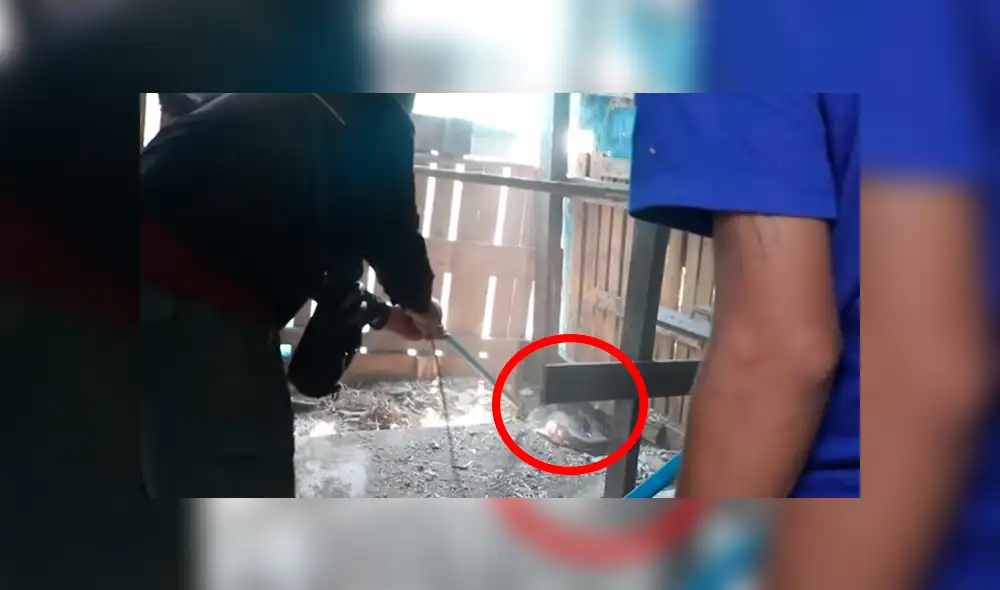YouTube viral: misterioso animal ingresa a gallinero y deja "congelado" a granjero que notó cómo lucía [VIDEO]
