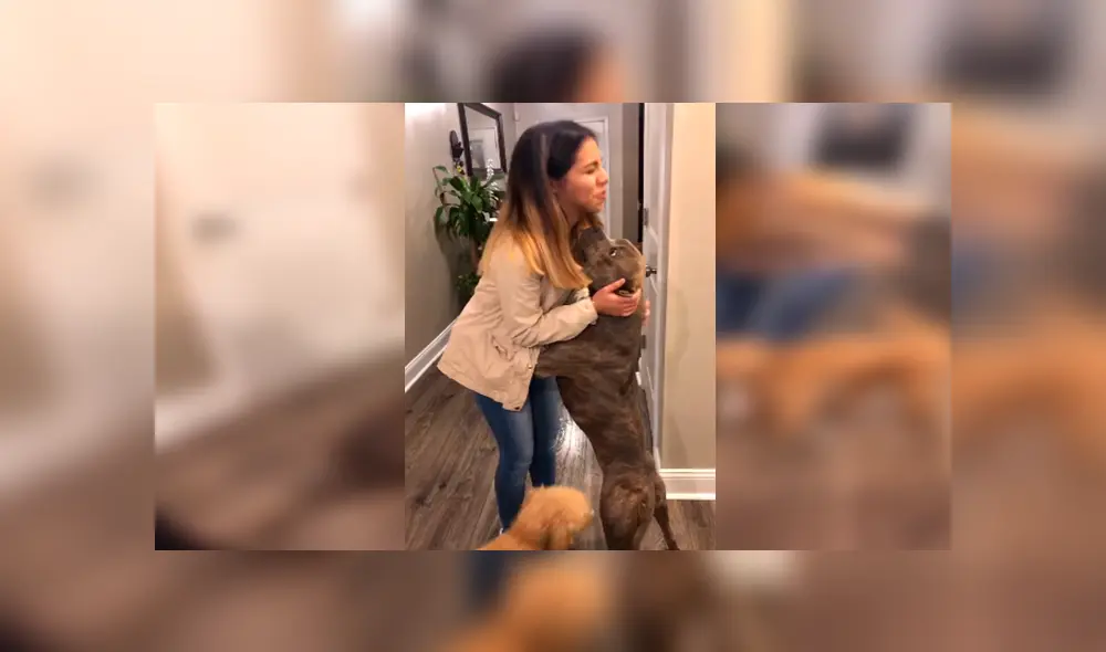 En Facebook, un perro aprovechó la distracción de su dueña para salir de casa y al regresar fue regañado.