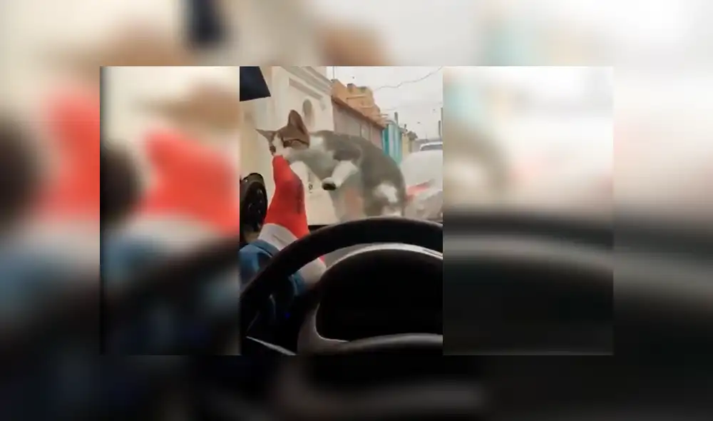 Hombre pateaba a la cara del gato a través de la luna delantera de su auto hasta que un inesperado incidente hizo que se arrepintiera.