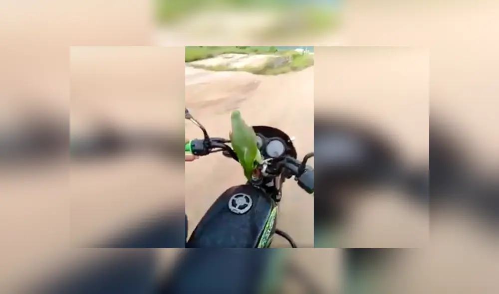 Desliza las imágenes hacia la izquierda para conocer la divertida acción de un loro cuando salió a pasear. Foto: Captura. Desliza las imágenes hacia la izquierda para conocer la divertida acción de un loro cuando salió a pasear. Foto: Captura.