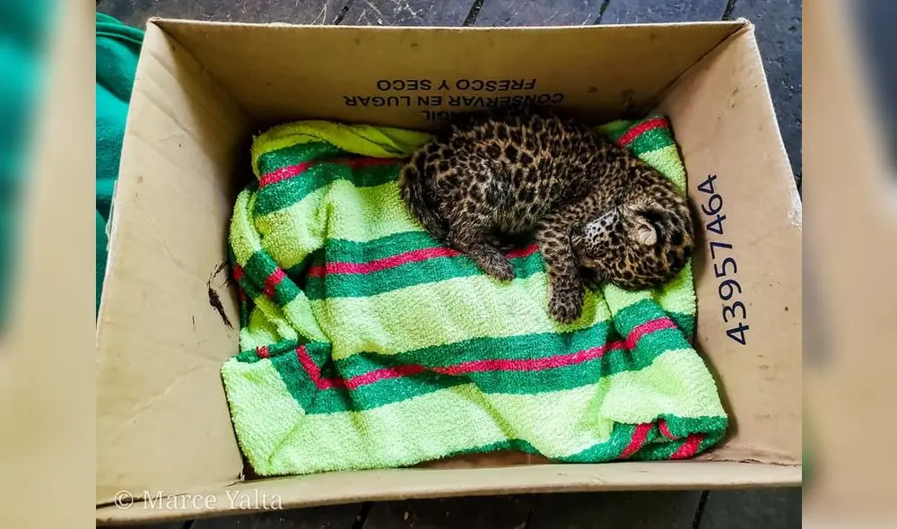 Piden ayuda para bebé jaguar rescatada. Foto: Marce Yalta.