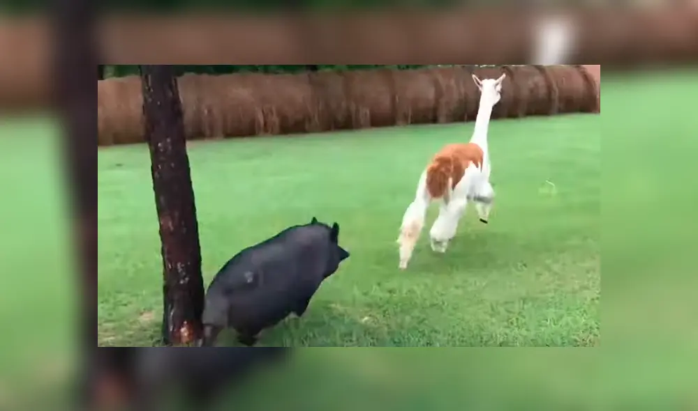 La perrita llamada Maggie, huyó rápidamente al ser atacado por la alpaca. Foto: Newsflare