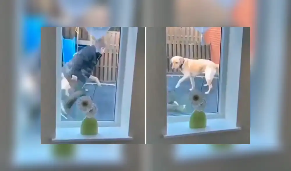 Desliza las imágenes para descubrir la travesura que cometieron un perro junto a un niño en la ausencia de su dueña. Desliza las imágenes para descubrir la travesura que cometieron un perro junto a un niño en la ausencia de su dueña.