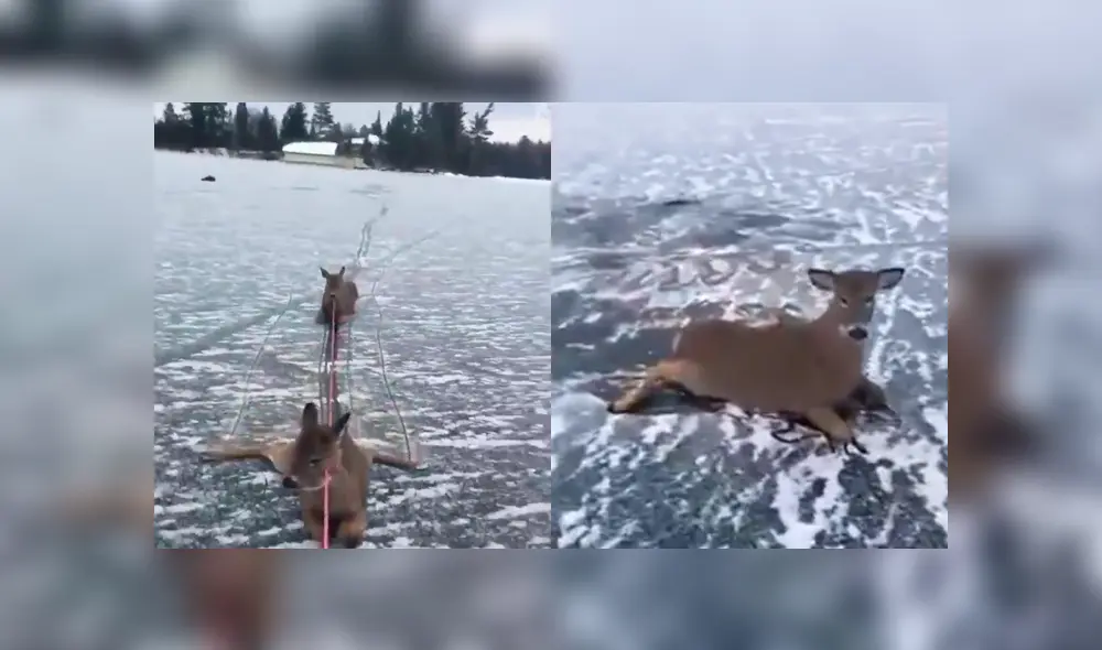 Arriesga su vida para rescatar a ciervos atrapados en medio de lago congelado Arriesga su vida para rescatar a ciervos atrapados en medio de lago congelado