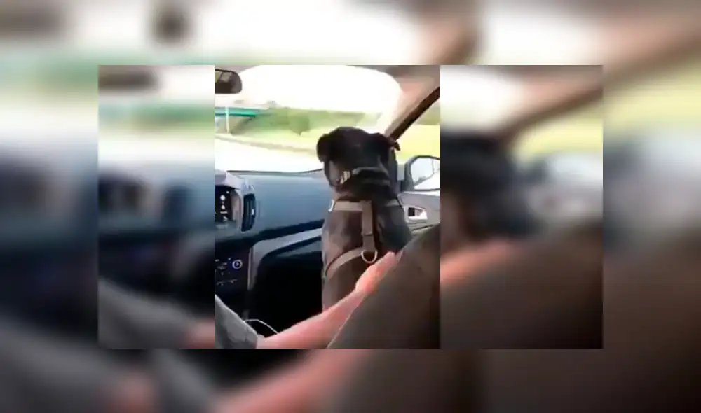 El hombre grabó la curiosa conducta de su perro cuando lo llevaba de copiloto en su vehículo. La divertida grabación se ha hecho viral en Facebook