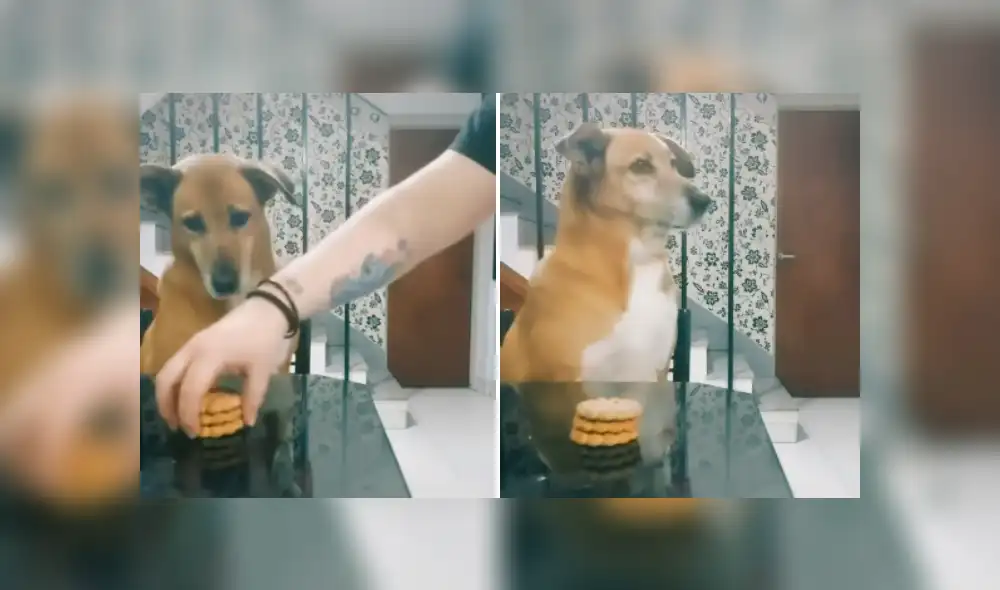 Desliza las imágenes para ver más sobre este inocente perro que fue culpado por su 'amigo'. (Foto: captura) Desliza las imágenes para ver más sobre este inocente perro que fue culpado por su 'amigo'. (Foto: captura)