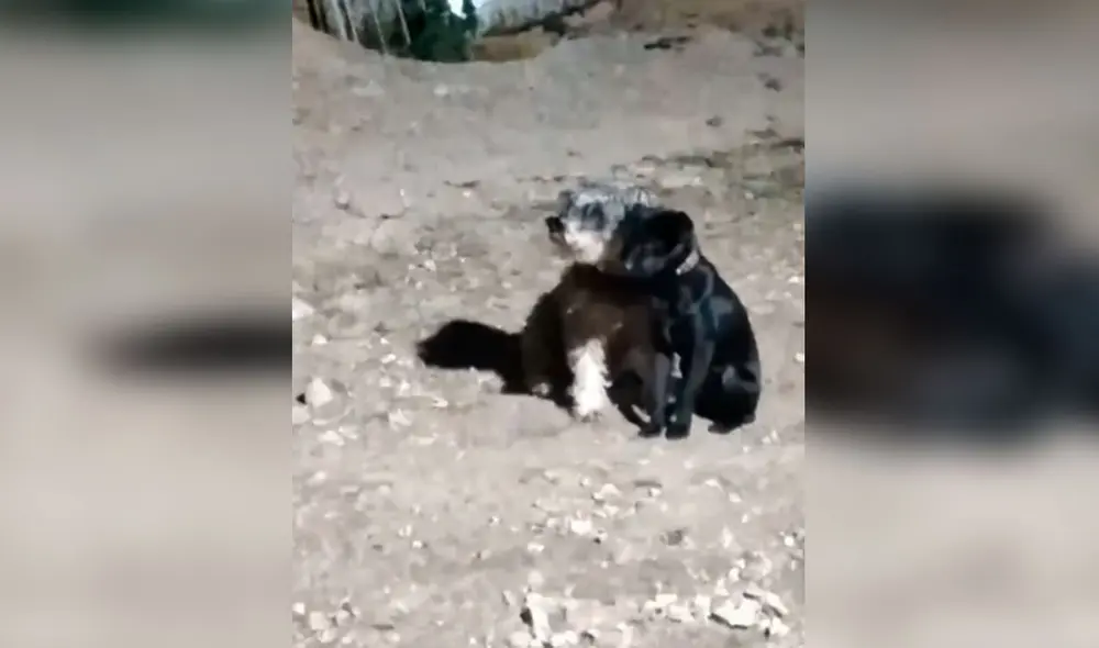Desliza las imágenes para conocer el amoroso gesto que tuvo un animal callejero con una perrita que vivía con él. Foto: Captura de TikTok