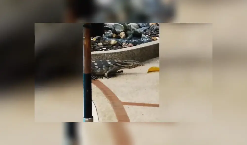 A través de YouTube se ha vuelto viral el momento en que un enorme lagarto invade un hotel.