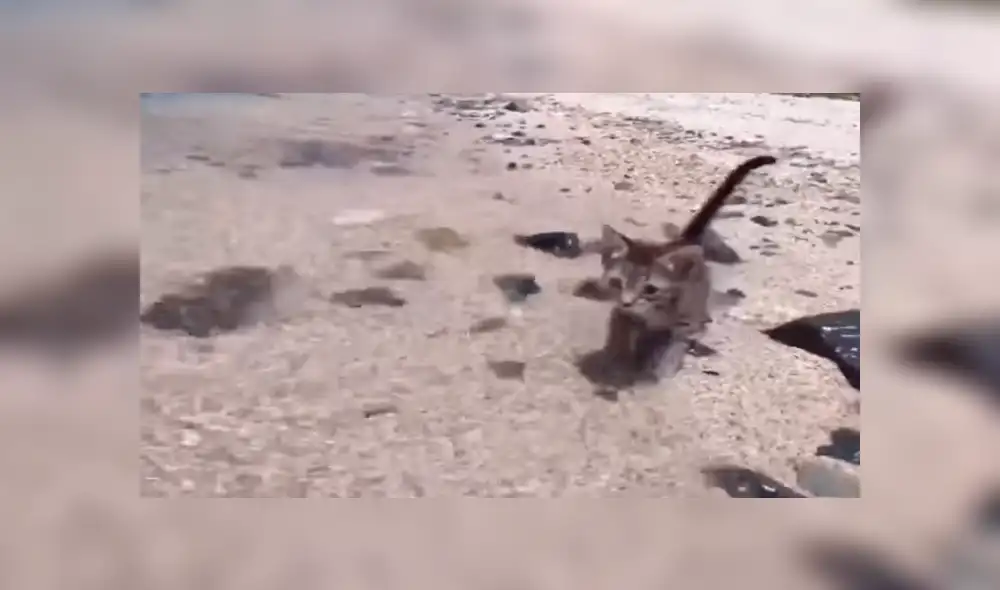 Facebook: Joven enseña a su gato a nadar utilizando un sensacional truco para que no le tema al agua [VIDEO]