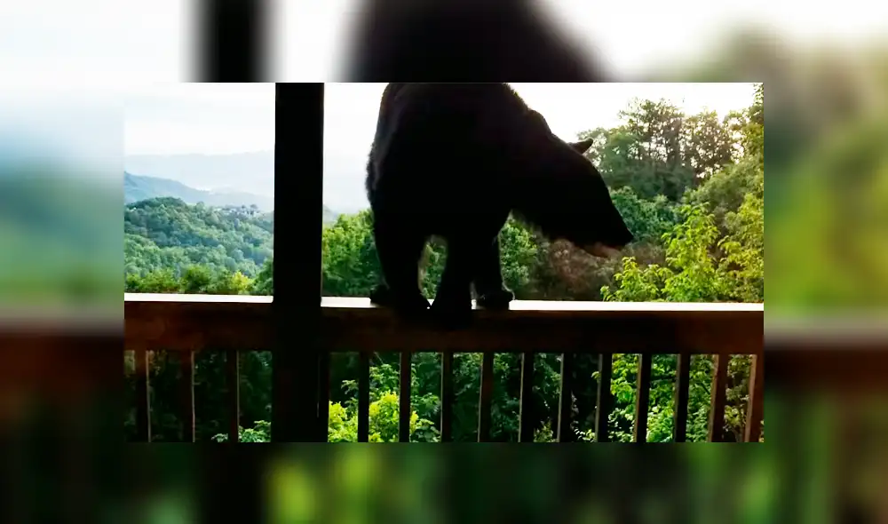 Un hombre quedó completamente aterrado al ver que un espeluznante animal había trepado hasta su casa.