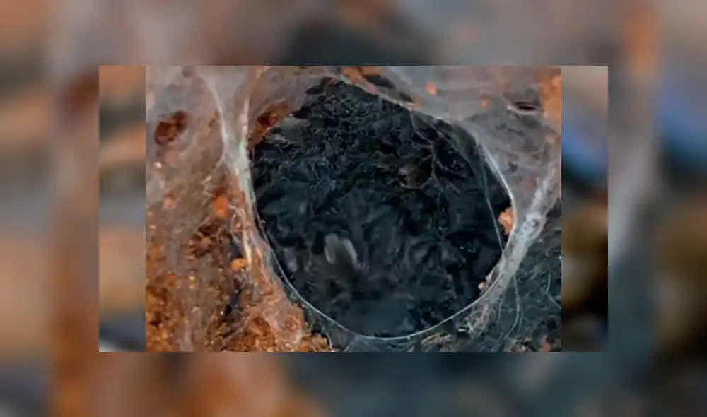 Facebook: tarántula pare a cientos de crías en casa de joven con fobia a insectos [VIDEO]