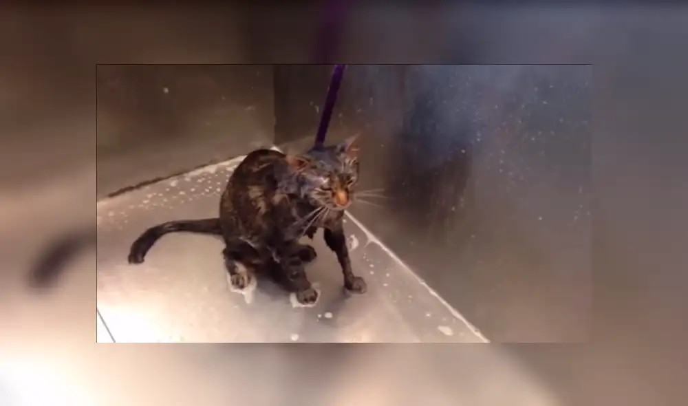 YouTube viral: Gato pide a su dueña que no lo bañe más [VIDEO] 